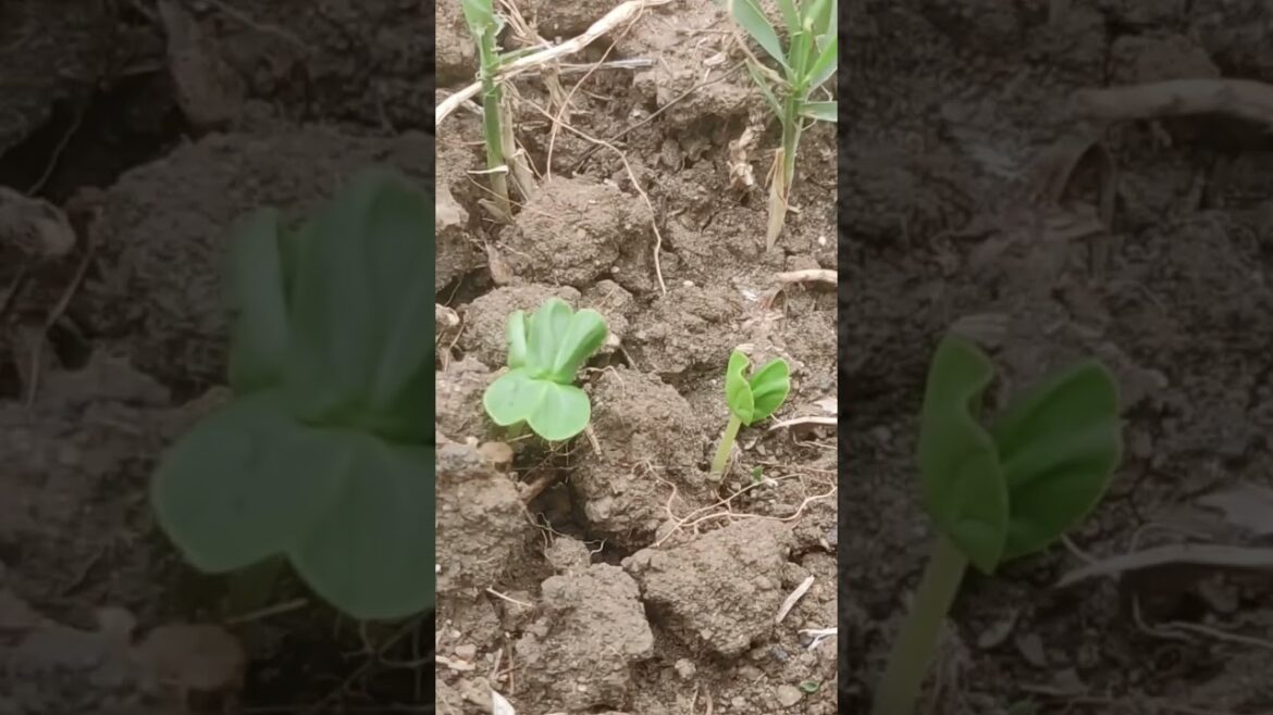 Everything You Need to Know About Gongura Seedlings Everything You Need to Know About Gongura Seedlings