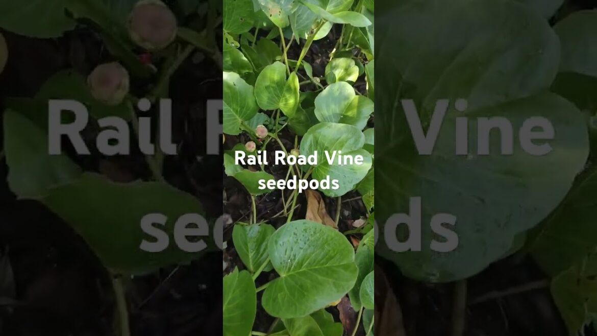 Front yard Florida Native plants in August with no irrigation since June! #outdoorplants