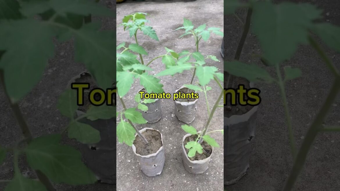 How to grow Tometo plant at home  #shorts @gardeningchannel