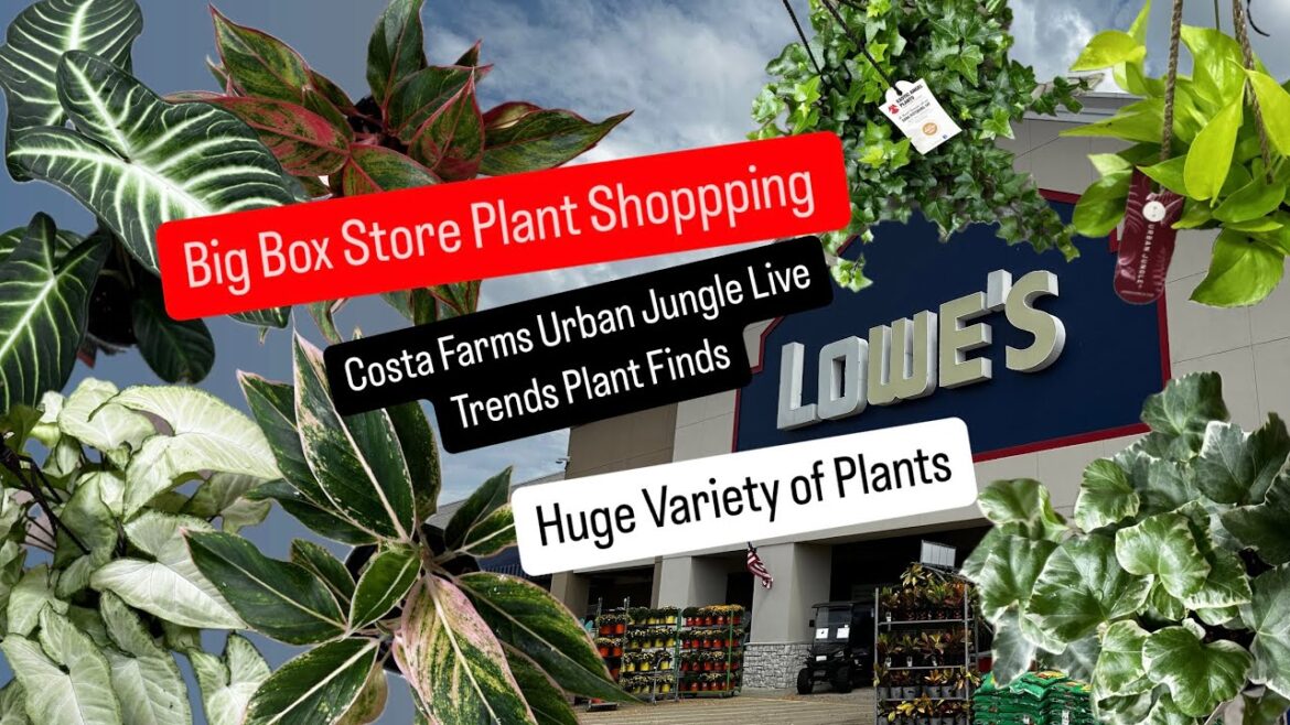 Big Box Store Plant Shopping Costa Farms Urban Jungle Live Trends Plants at Lowe’s Fall Season Plant Big Box Store Plant Shopping Costa Farms Urban Jungle Live Trends Plants at Lowe's Fall Season Plant