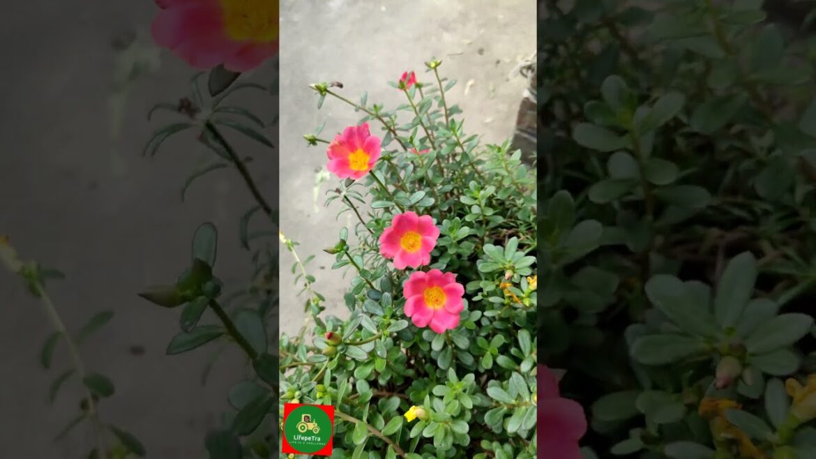 छोटे गमले 🪔🪔में #plants