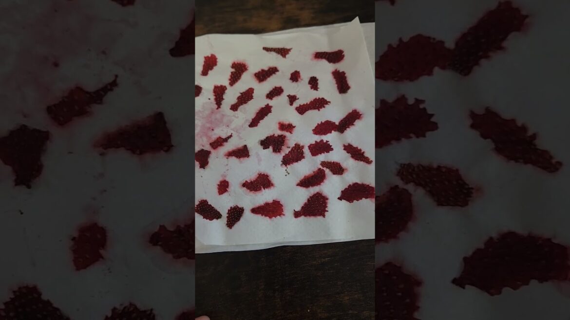 Strawberry seeds! 🍓 #easytogrow #gardening #garden #seeds #vegetablegardening #growingfruit