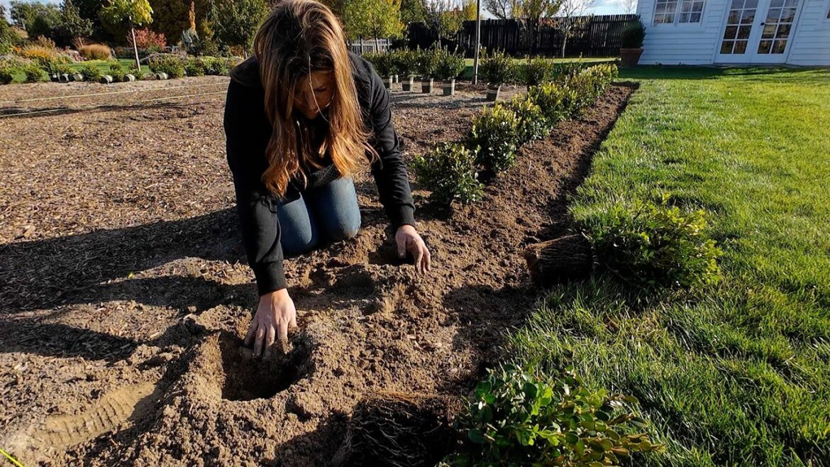 Garden Answer: Planting 500 Boxwoods in the Formal Flower Garden (& they are GLORIOUS)!!! 🌿🤩🌿 // Garden Answer Planting 500 Boxwoods in the Formal Flower Garden (& they are GLORIOUS)!!! 🌿🤩🌿 // Garden Answer