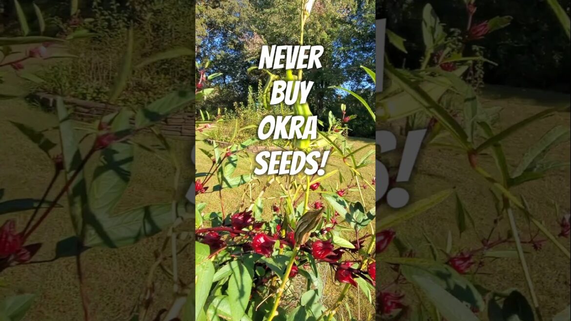 Saving Okra Seeds: It's Almost Too Easy!!