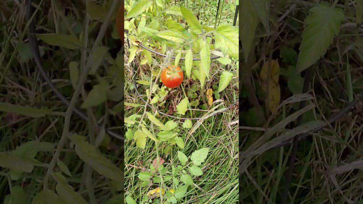 Front Yard Garden Landscaping #garden #food #fun Front Yard Garden Landscaping #garden #food #fun