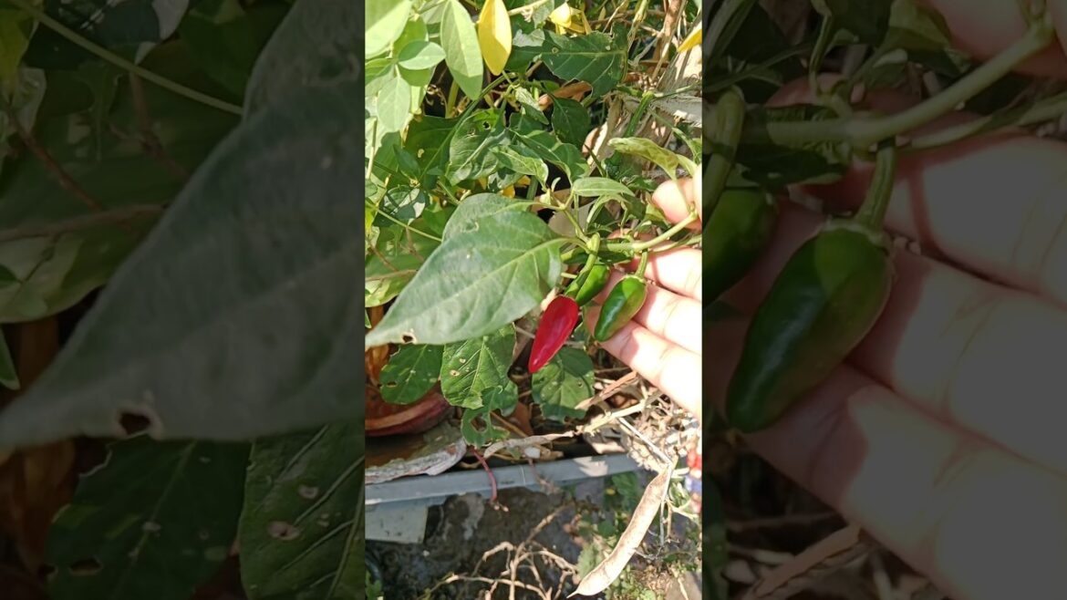 How to Grow Super Spicy Pepper Plants#shorts#chilliplants#gardening #ytshort