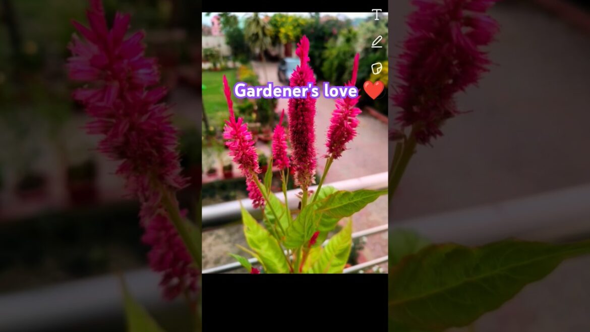 Winter garden |  winter flowers | front lawn idea #garden #gardening #gardenscapes‎@GardenUp 