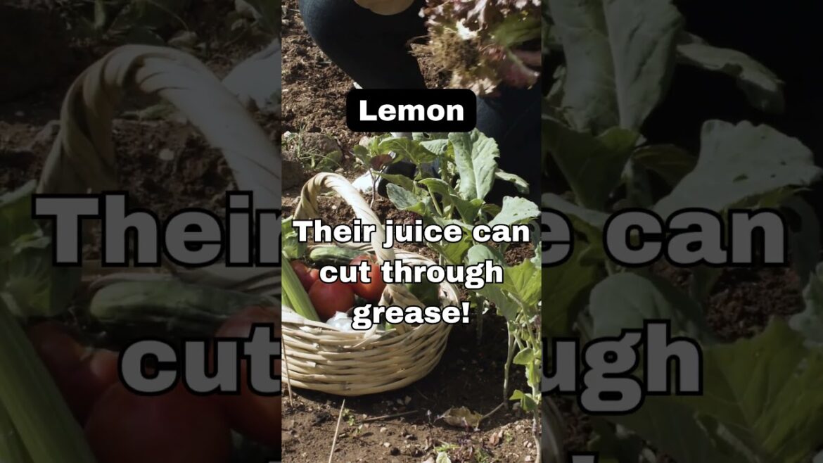 Backyard Bloom gardening - Lemon