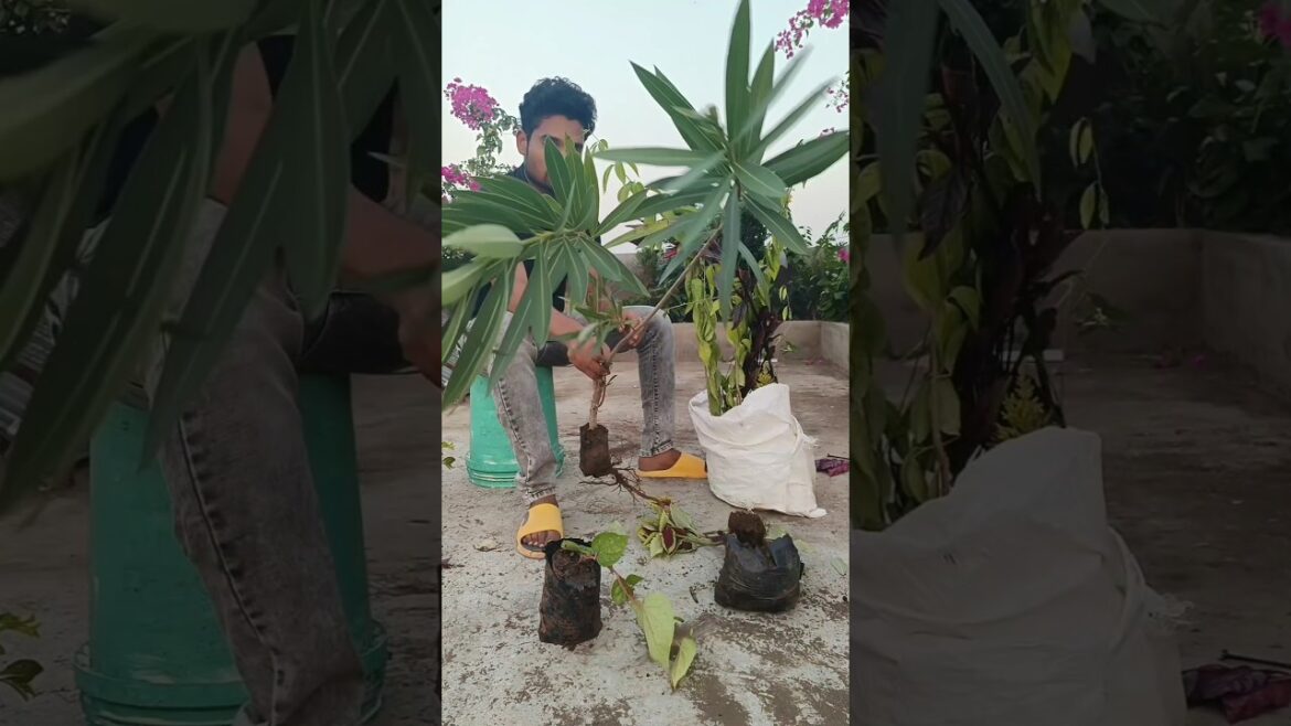 Milenge hum nahi song #indianfarmer #gardeningtips #terrecegarden #phoolpatte #gardening #viralshort