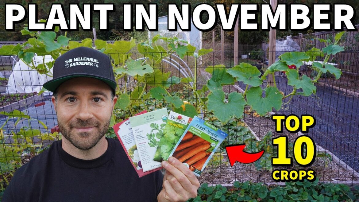 The Top 10 Vegetables You Can STILL Plant In NOVEMBER Right Now!