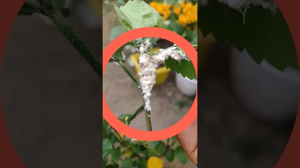 Cotton mealybugs #gardening #gardening tips #garden #gardening advice #tips #plants #nature#shorts