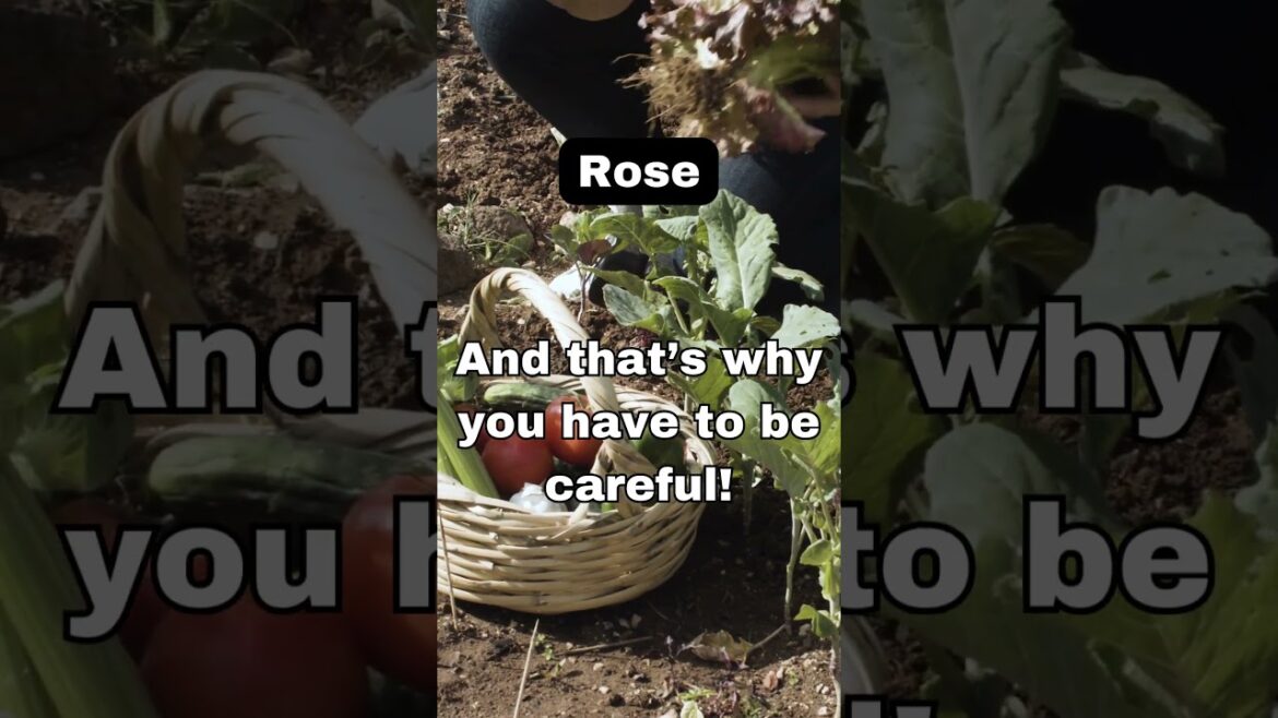 Backyard Bloom gardening – Rose Backyard Bloom gardening - Rose