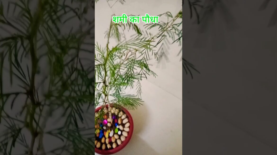 शमी का पौधा#shorts#gardening #shamiplant #viralshort #trending