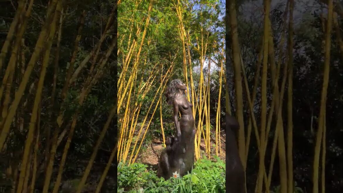 strong winds in a Japanese garden #japanesegardens #comptonacres #bamboo #garden #nature