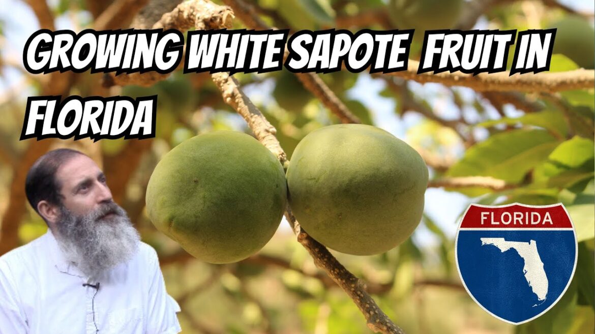 Growing White Sapote In Florida