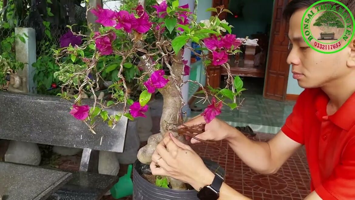 Beautify bonsai NEW – How to Beautify Bonsai Trees: Tips from Bonsai Gardener Thoa Nguyen Beautify bonsai NEW - How to Beautify Bonsai Trees: Tips from Bonsai Gardener Thoa Nguyen