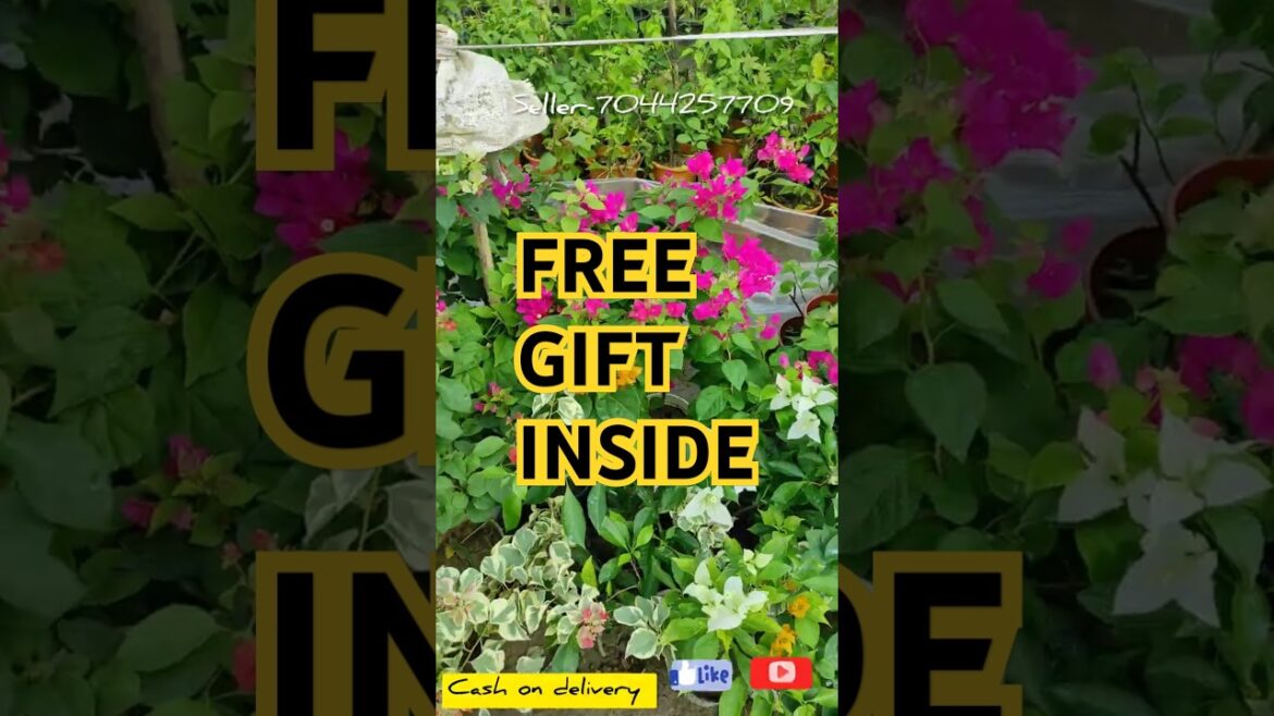 Bougainvillea Varieties 🌸 sale 🌿All over india