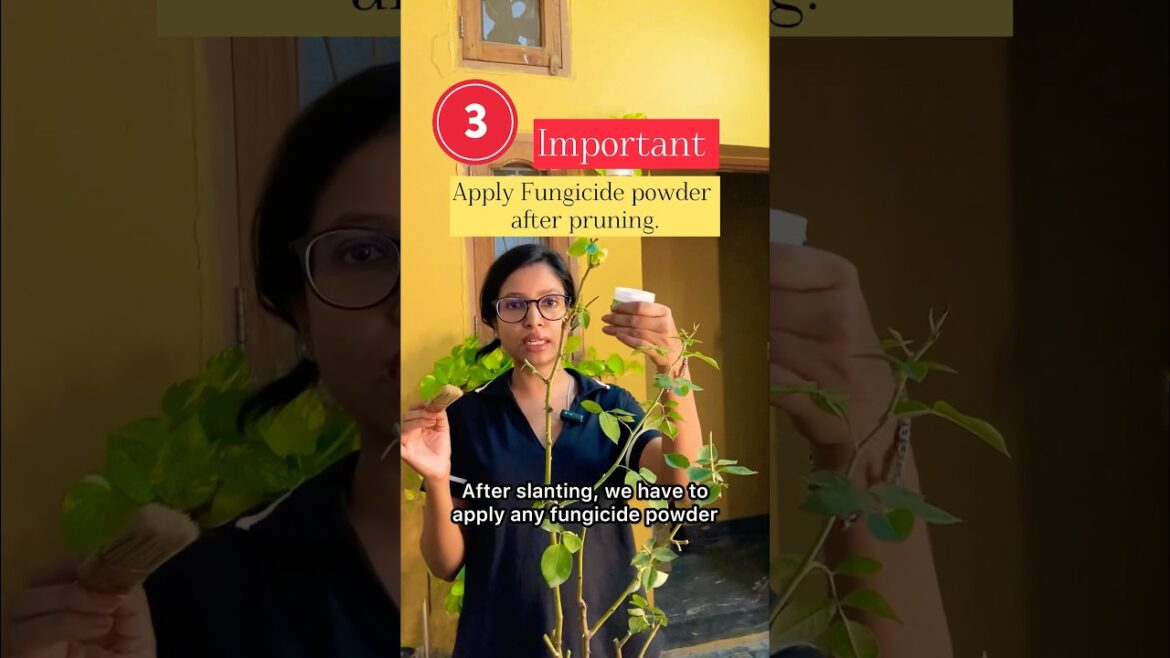 October Rose Care🌹 #gardening #shortsvideo #shortsviral #rose #shorts