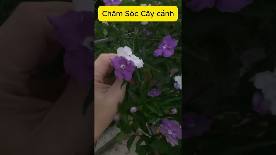 Japanese jasmine, how to raise purple Japanese jasmine bonsai p2