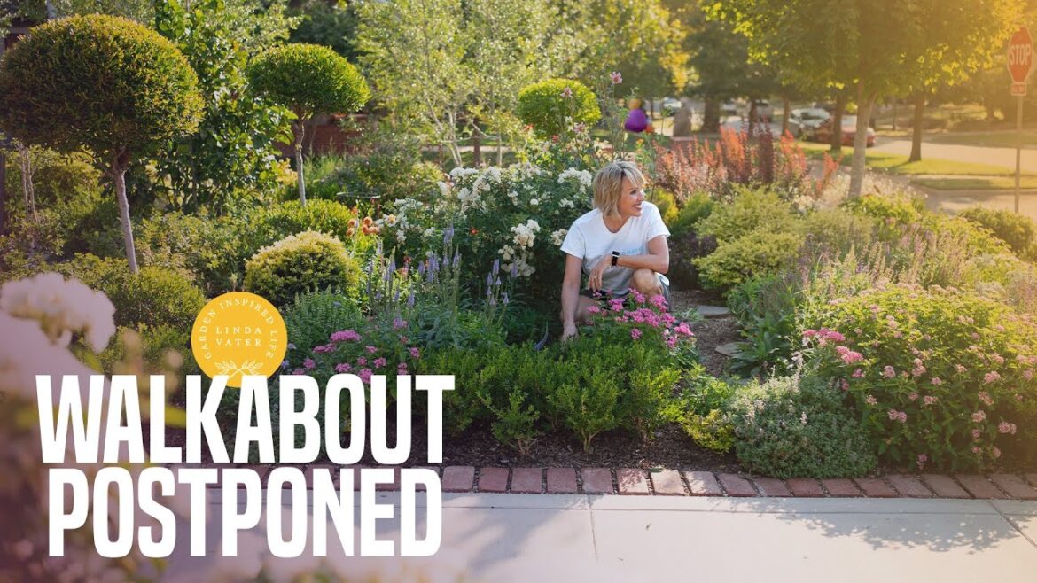 Wednesday Walkabout Postponed: Special Halloween Episode Tomorrow Wednesday Walkabout Postponed: Special Halloween Episode Tomorrow