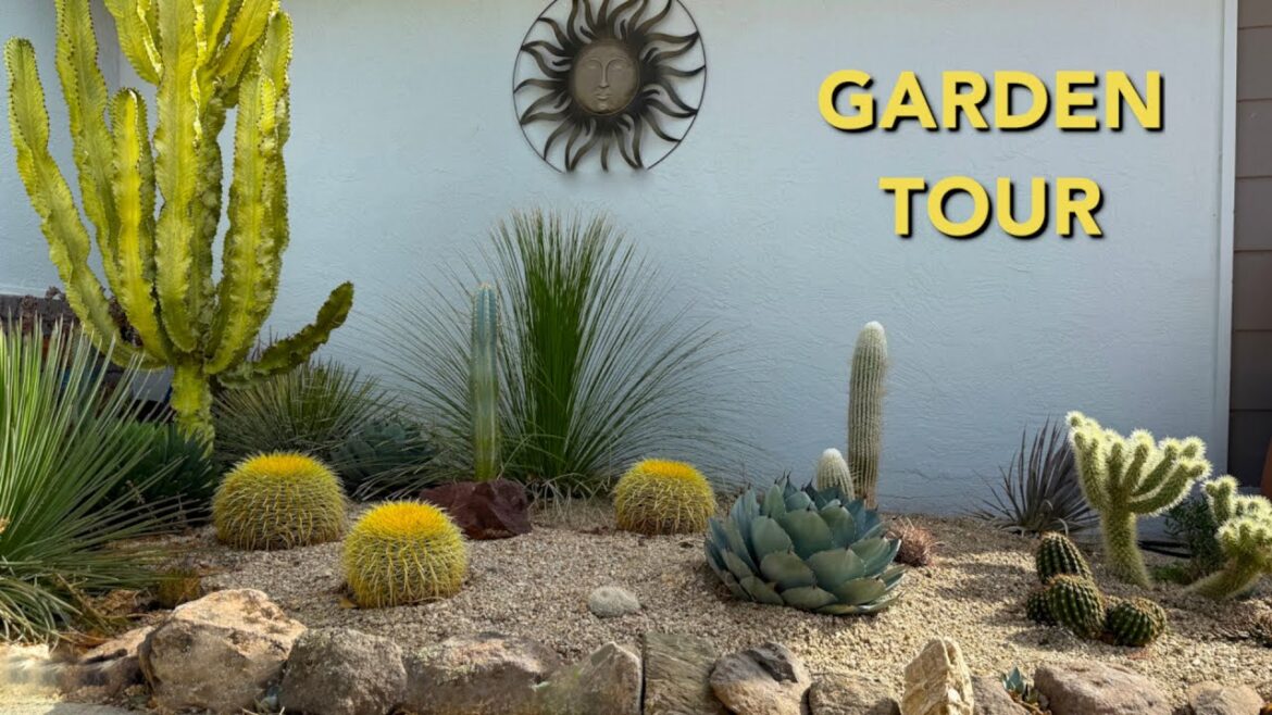 Inside My Drought-Tolerant Cactus & Succulent Garden: Front Yard Garden Tour