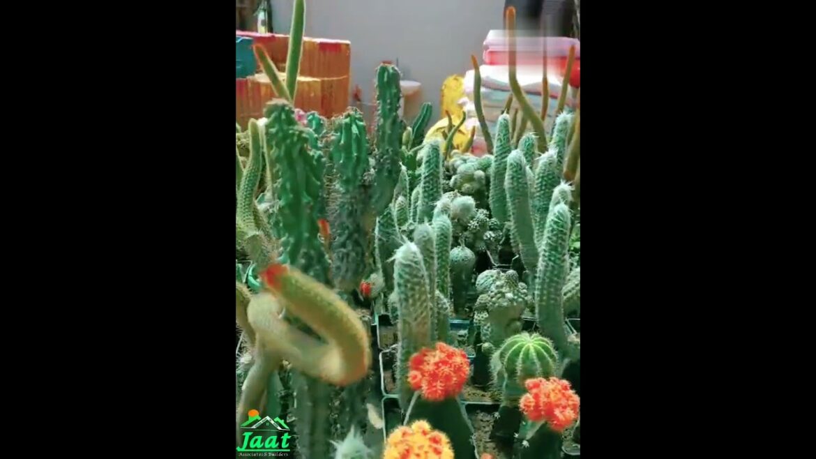 "The Secret Life of Cactus Flowers: Beauty in Arid Landscapes" | cactus flower plants |plants name