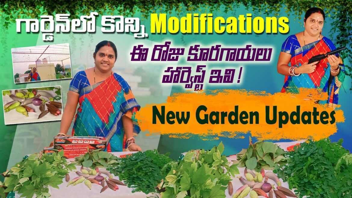 Garden Update ఈ రోజు కోసుకున్న కూరగాయలు | New Garden Plans and modifications #gardenideas  #harvest