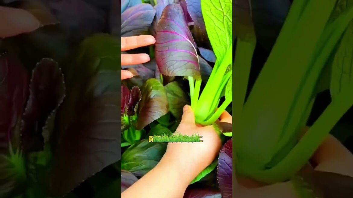 Healing rural life#picking#fruit#vegetable#rural life#picking# #farming