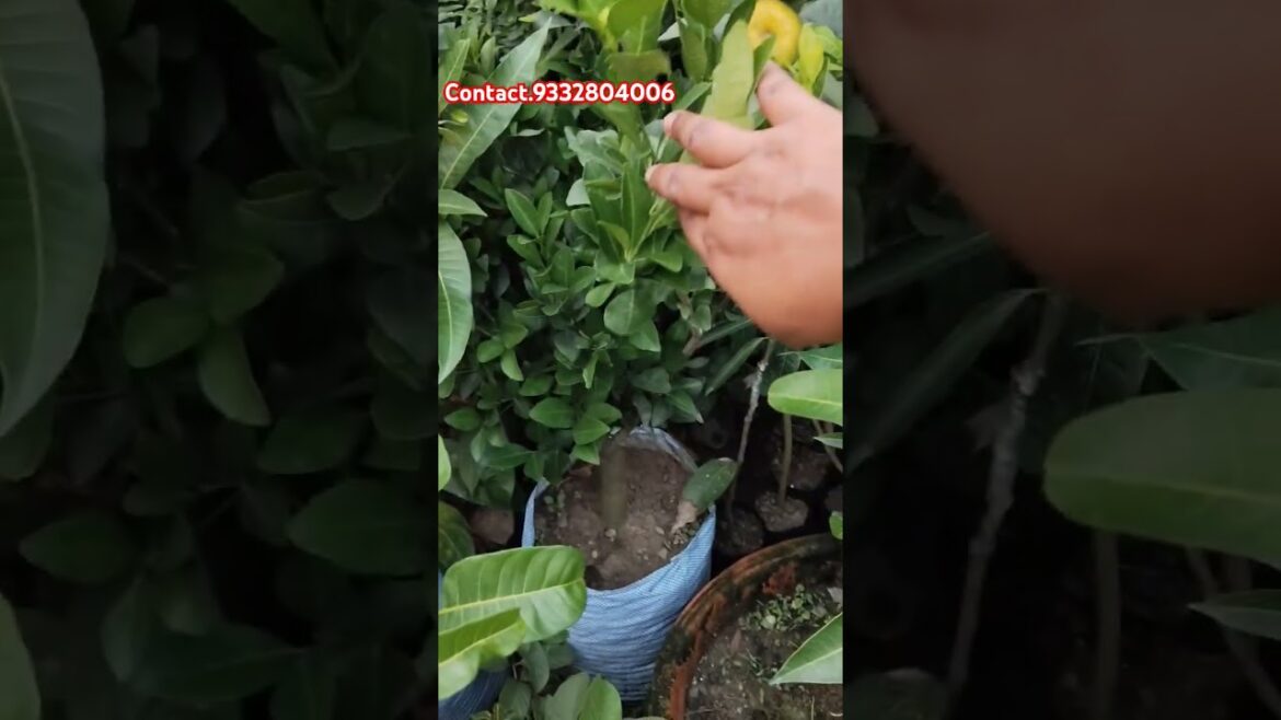 Chaina Kamala lemon.plant available.all India supply.allkind of fruit plant available.cont9332804006