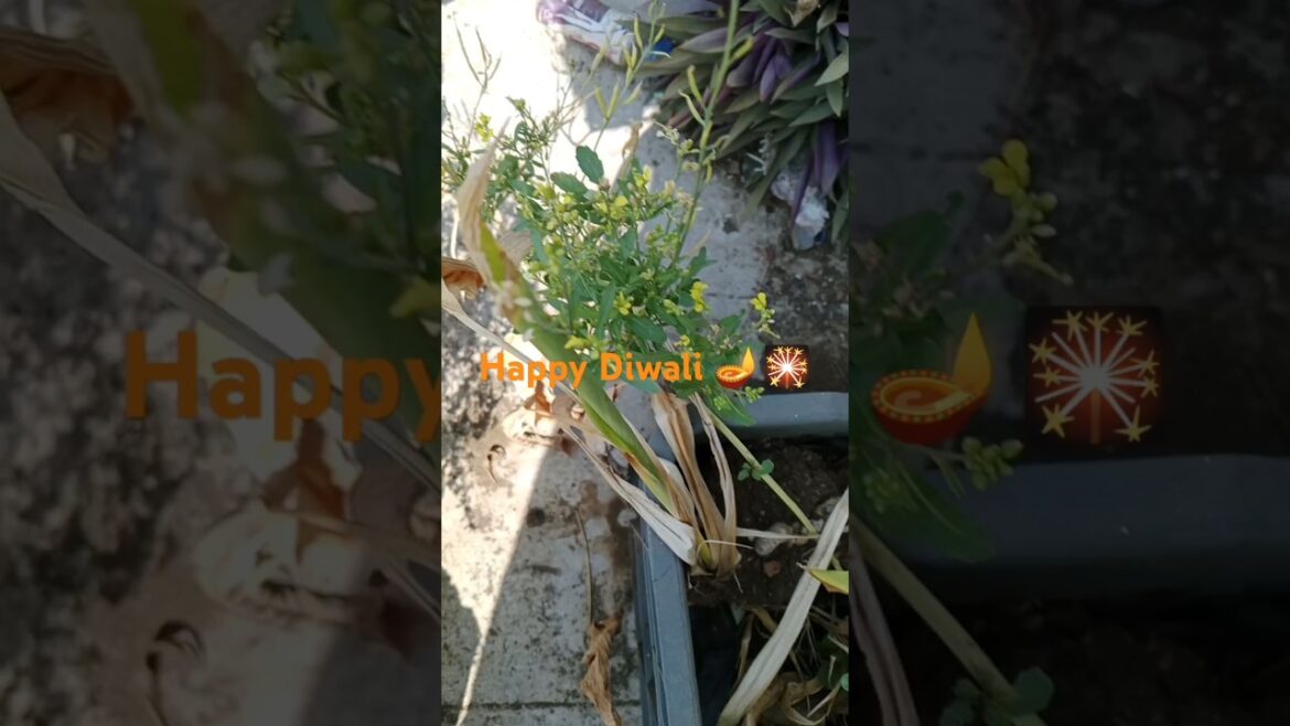 सरसो के बीज Harvesting #shorts#gardening #viralshort #mustard seeds