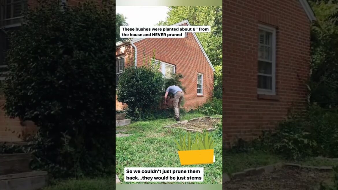 Garden Renovation #garden #renovation #gardening #youtubeshorts #diy #homegarden #trending #trend Garden Renovation #garden #renovation #gardening #youtubeshorts #diy #homegarden #trending #trend