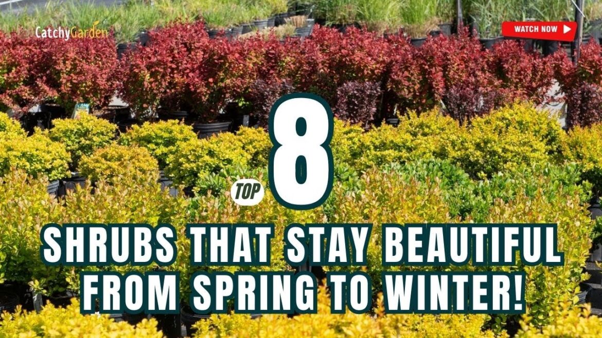 TOP 8 SHRUBS THAT STAY BEAUTIFUL FROM SPRING TO WINTER! 🍂🌸🍁 // Gardening Ideas