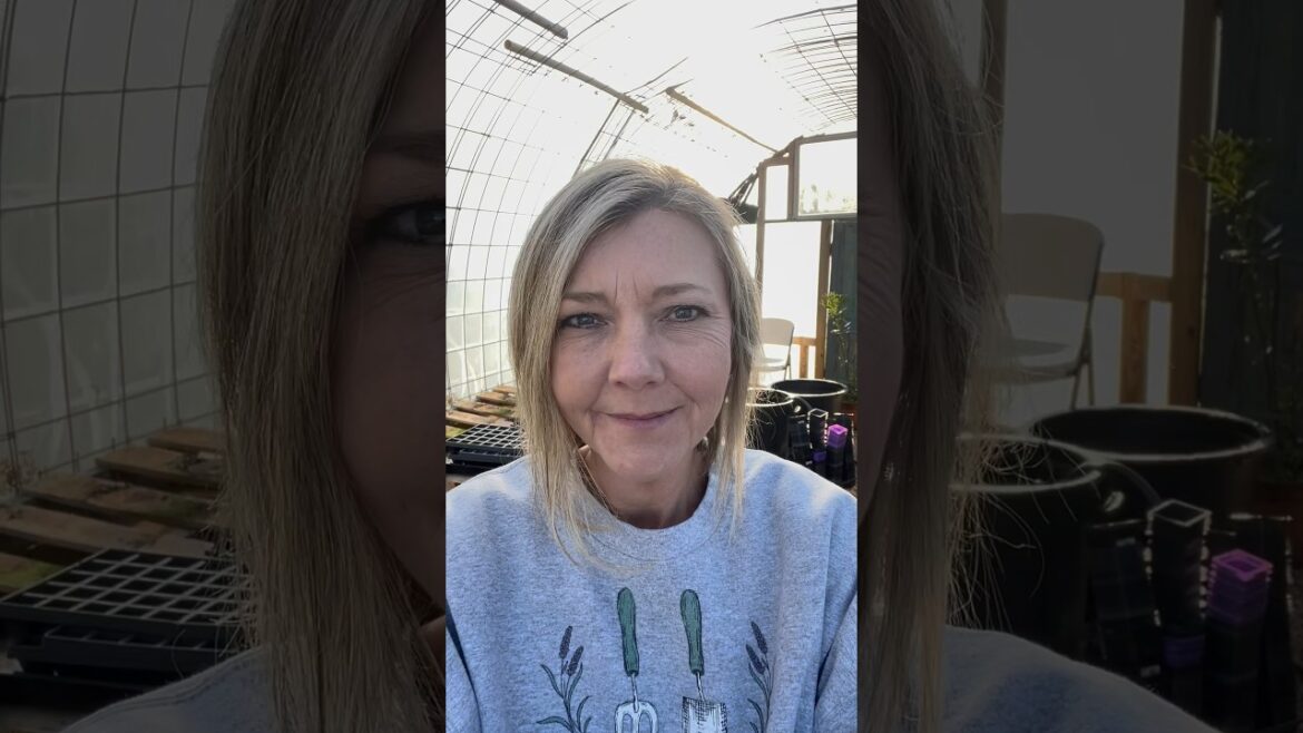 Let’s get this greenhouse clean & organized #potager #garden #gardening #greenhouse