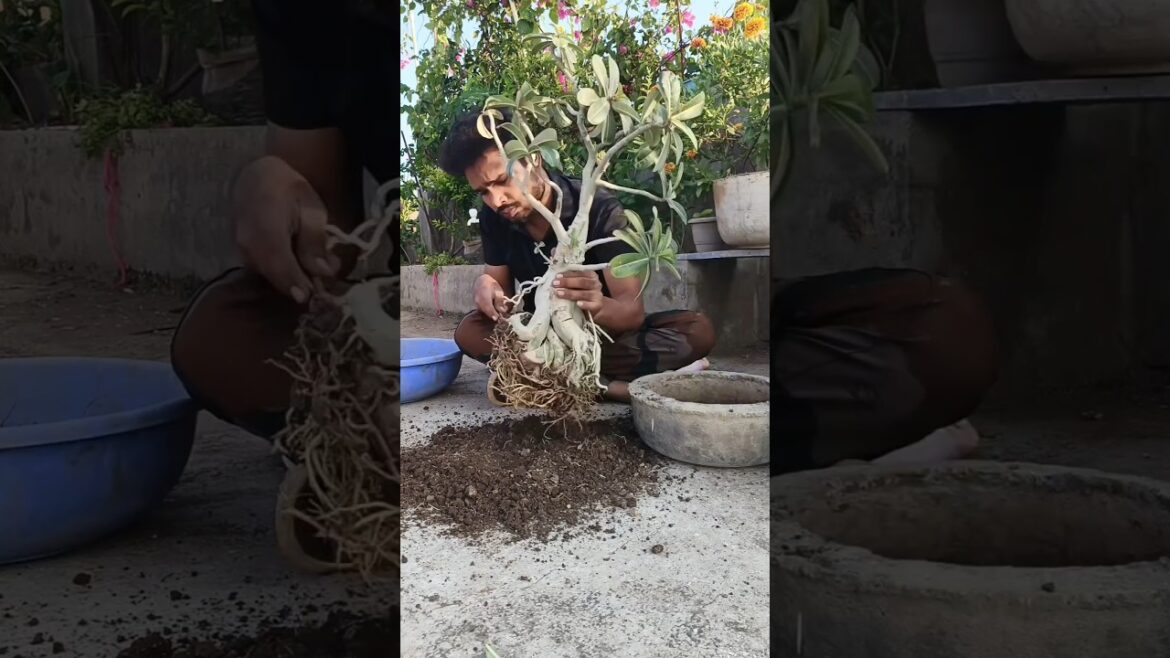 Adenium Repoting 😍 #indianfarmer #gardeningtips #terrecegarden #viralshorts #phoolpatte #indoreplant