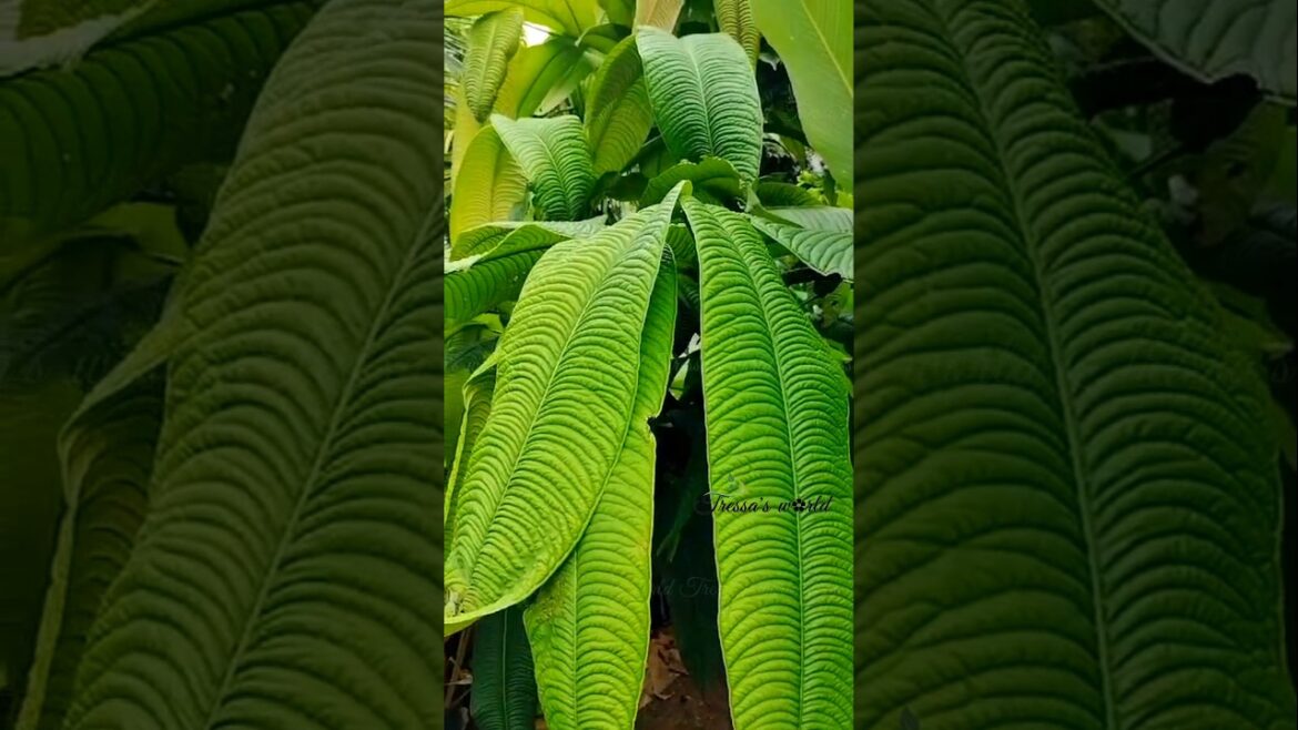 Veitchii Tree/syzygium jiewhoei humbai/syzygium   #rare #garden #satisfying #vibes #homegarden