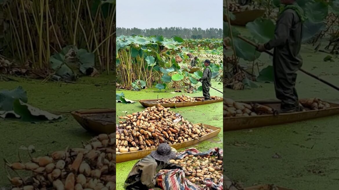 SATISFYING Harvest of Lotus Root #shorts #trending