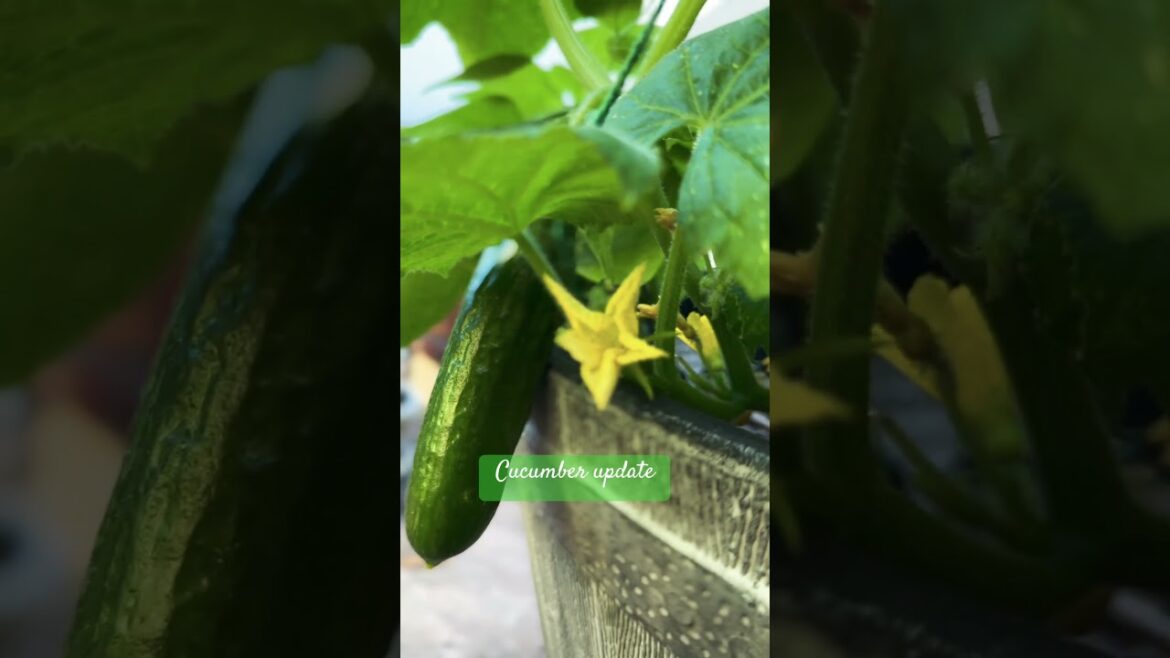 Cucumber Muncher Update #silentvlog #zone10a #containergardening #cucumber