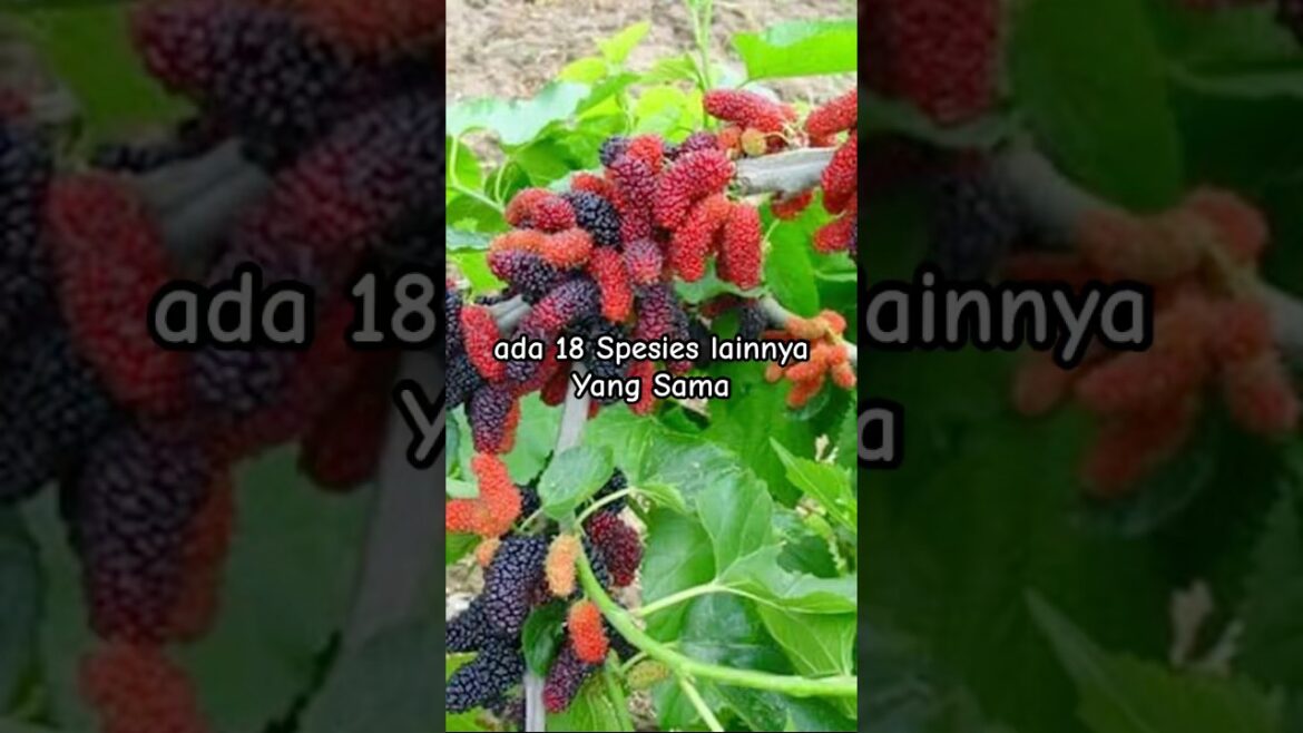 Cuma DiSetek Aja Hidup, pohonnya Berumur panjang Dan Rindang #murbei #buahmurbei #buahbuahan Cuma DiSetek Aja Hidup, pohonnya Berumur panjang Dan Rindang #murbei #buahmurbei #buahbuahan