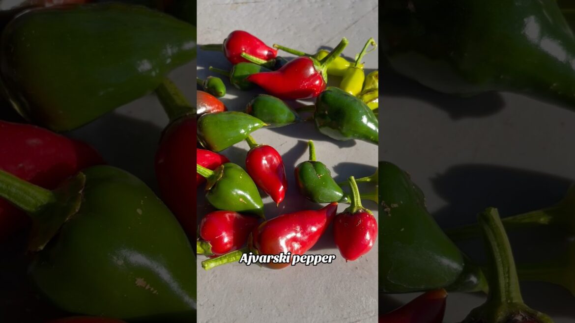 Peppers & Carrots🥕 Backyard Patio Harvest!🌶️ #organic #backyard #garden #nature #spring #growfood