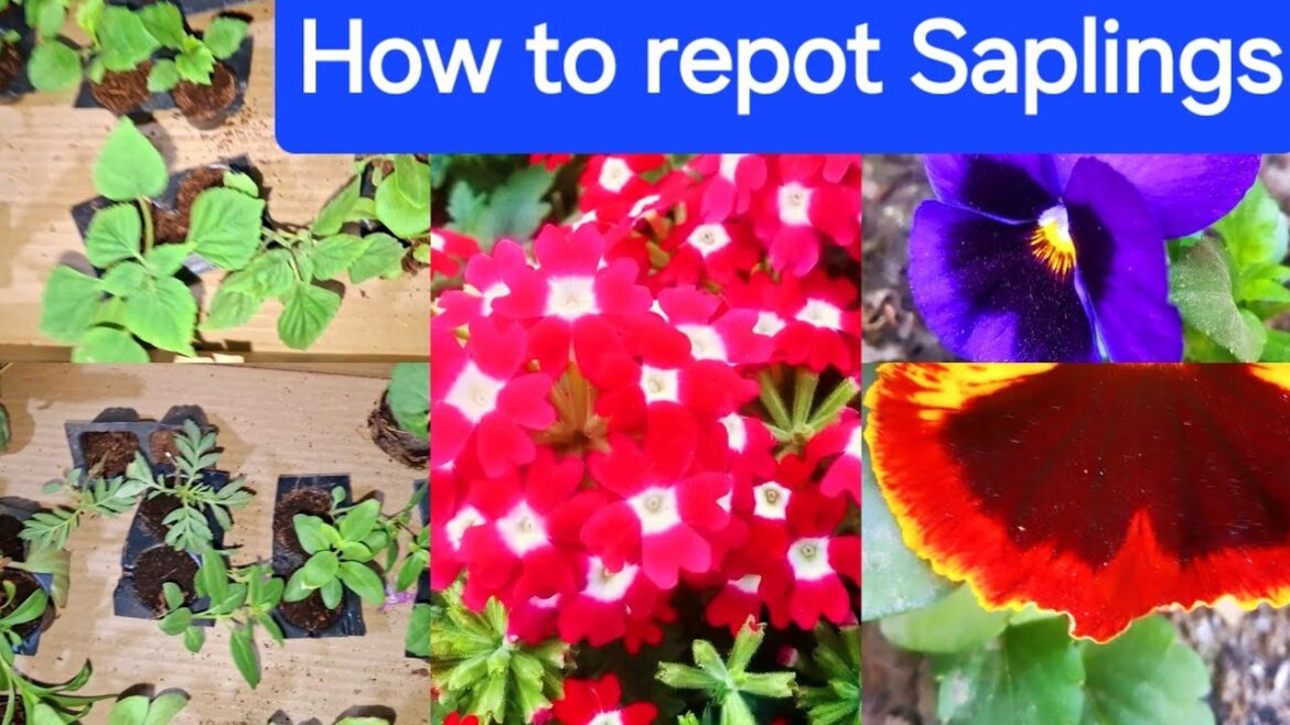 winter saplings repotting | How to repot winter small saplings|New saplings repotting #youtubevideo