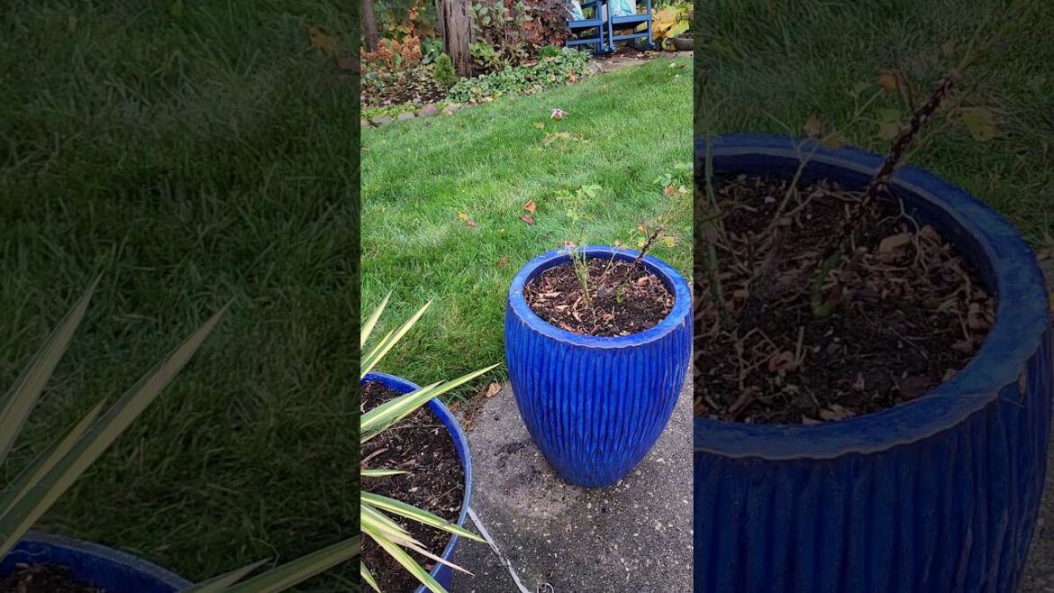 Poolside Pots are Cleaned out for the winter and looking good!