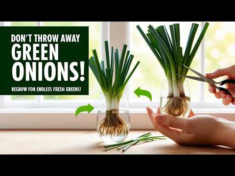 Don’t Throw Out Green Onions! Regrow Them Easily for Endless Fresh Greens! 🙌🏾✨️❤️ #garden Don’t Throw Out Green Onions! Regrow Them Easily for Endless Fresh Greens! 🙌🏾✨️❤️ #garden