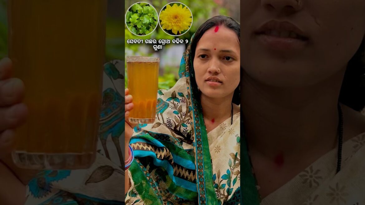 ସେବତୀ ଗଛରେ ଲଦି ହେବ କଢ ଫୁଲ #chrysanthemum #gardening #tips #fertilizer #odia #shorts