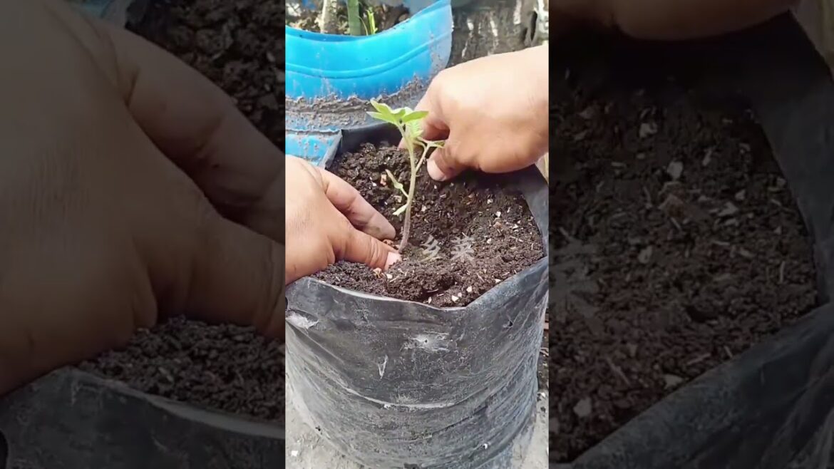 "Transplanting Seedlings for Growth 🌱 #GardeningTips #PlantNursery"