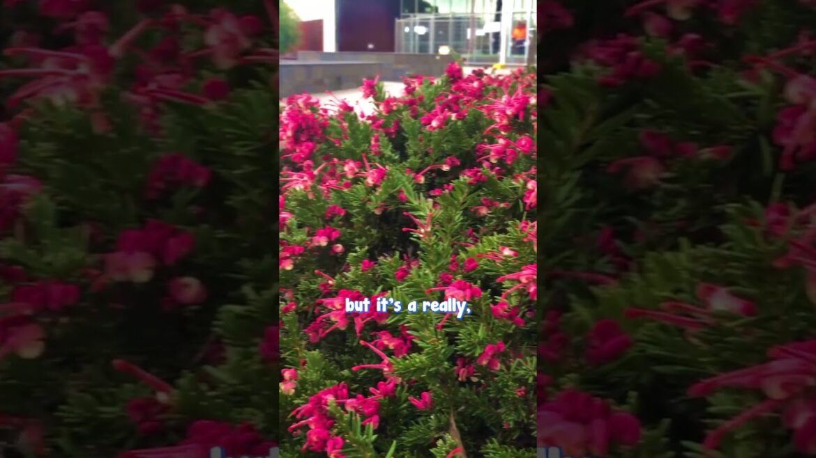 If Your Garden is Looking a Little Bleak in Winter, Consider Grevillea Strawberry Smoothie🌺 If Your Garden is Looking a Little Bleak in Winter, Consider Grevillea Strawberry Smoothie🌺