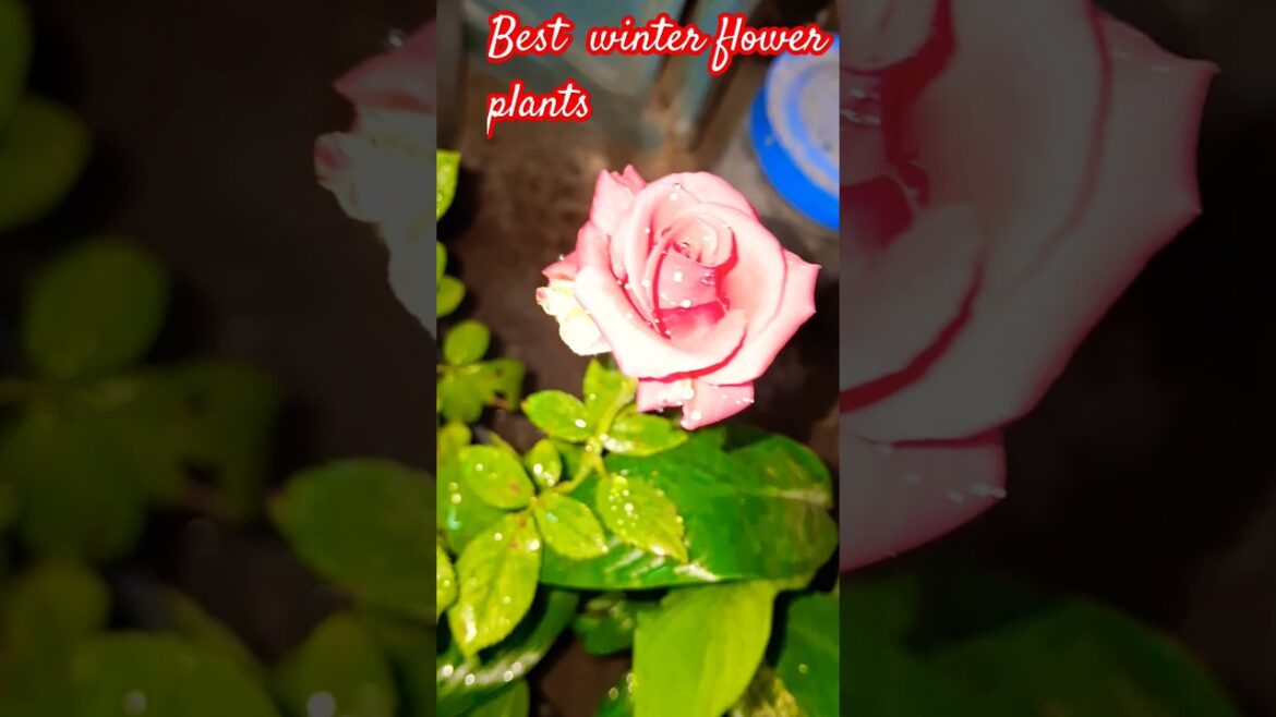 Winter Special plant | Best winter plants  #trending #ytshorts #shorts #Pankajterrace