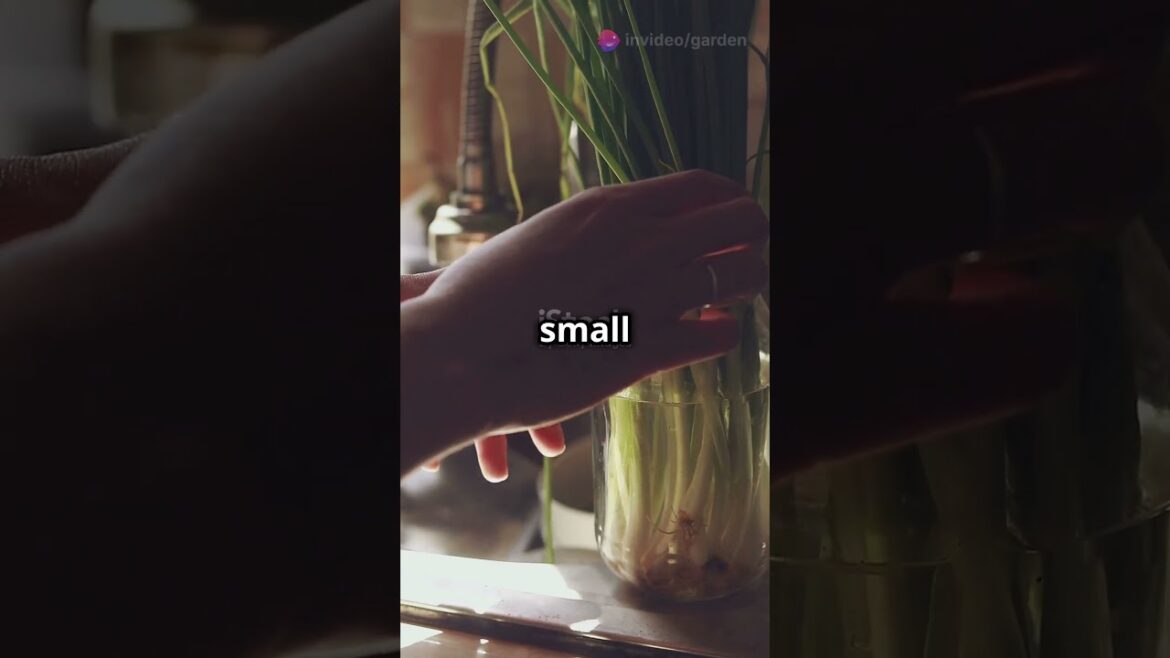 Donβt Throw Away Green Onions! Regrow Them in Just Days π±ππΎ #garden #lifehacks #gardeningtips #onion Donβt Throw Away Green Onions! Regrow Them in Just Days π±ππΎ #garden #lifehacks #gardeningtips #onion