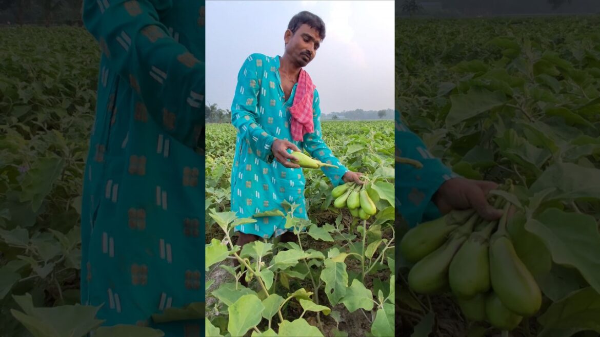 Twilight Brinjal or বেগুন Harvest: Fresh from the Field #shorts #short #shortvideo Twilight Brinjal or বেগুন Harvest: Fresh from the Field #shorts #short #shortvideo