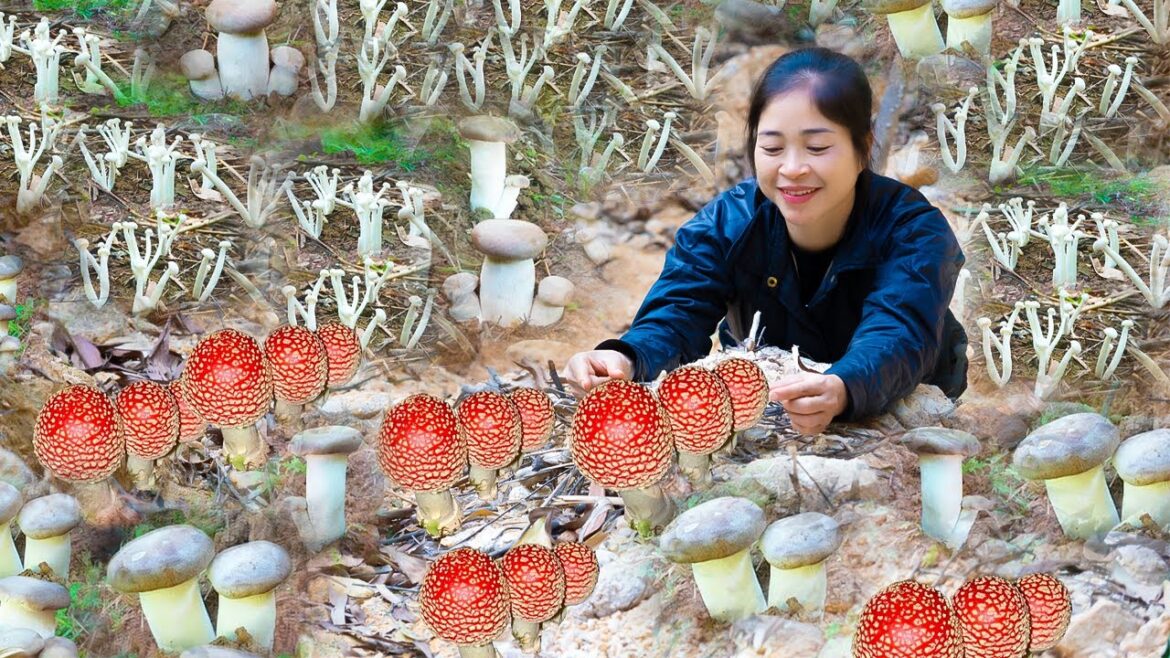 Harvesting edible mushroom & Goes To Market Sell | Gardening And Cooking | Lý Tiểu Vân Harvesting edible mushroom & Goes To Market Sell | Gardening And Cooking | Lý Tiểu Vân