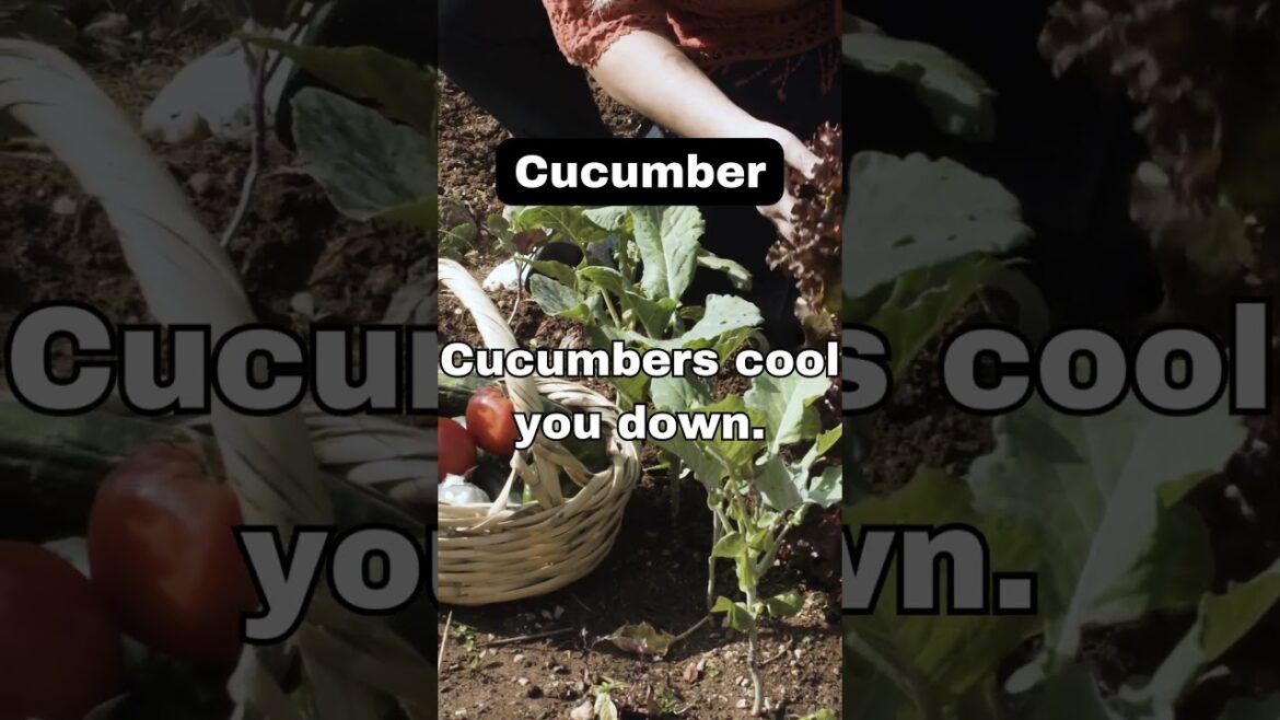 Backyard Bloom gardening - Cucumber